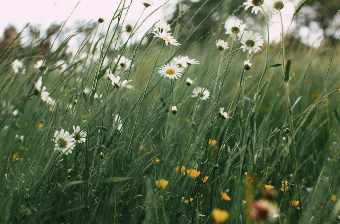 Field of folowers